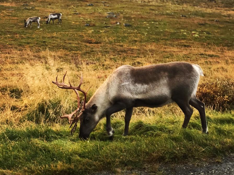 Rensdyr i Nordnorge